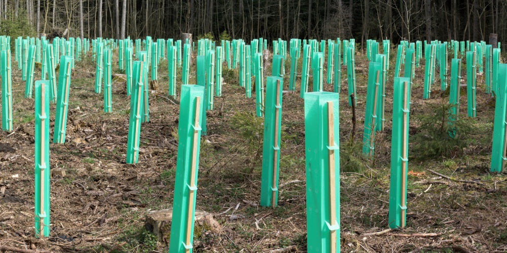 Sustainable Sourcing and Responsible Forestry at Natura Flooring